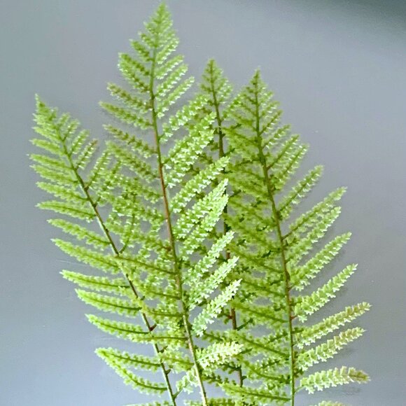Set/4 Lacey Fern Fronds Faux Greenery Stem Artificial Foliage Floral Arrangement - Picture 1 of 6